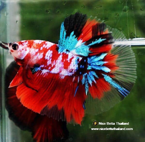 Betta fish OHM Original Classic Koi Galaxy