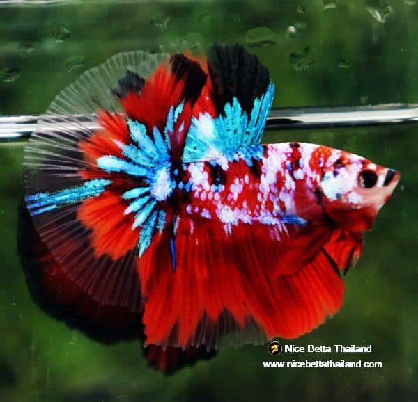 Betta fish OHM Original Classic Koi Galaxy