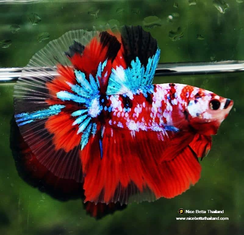 Betta fish OHM Original Classic Koi Galaxy