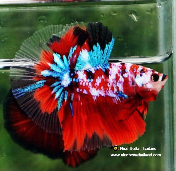 Betta fish OHM Original Classic Koi Galaxy