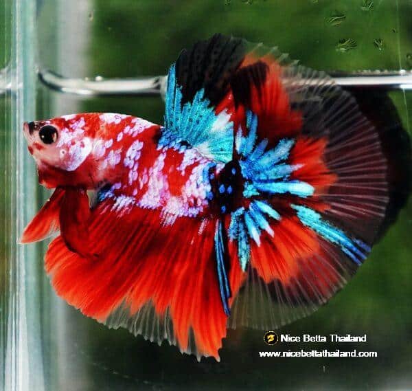 Betta fish OHM Original Classic Koi Galaxy