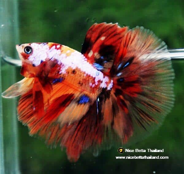 Betta fish HM Multicolor Candy Nemo Yellow Base