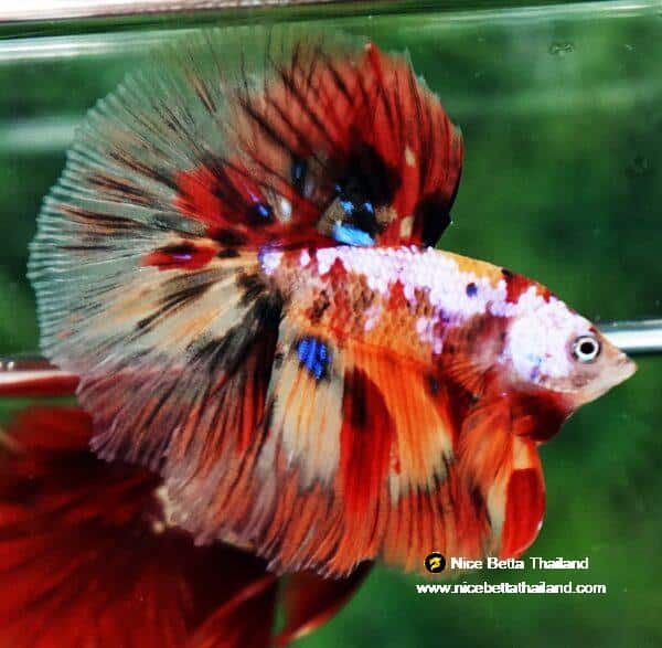 Betta fish HM Multicolor Candy Nemo Yellow Base