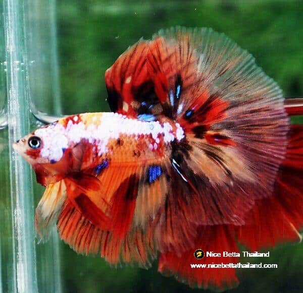 Betta fish HM Multicolor Candy Nemo Yellow Base