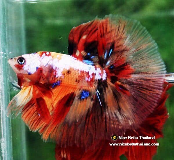 Betta fish HM Multicolor Candy Nemo Yellow Base