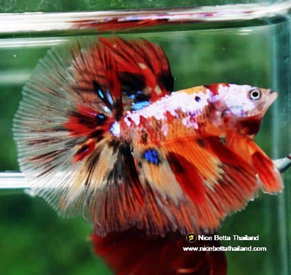 Betta fish HM Multicolor Candy Nemo Yellow Base