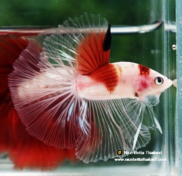 Betta fish OHM Tanjo-Koi