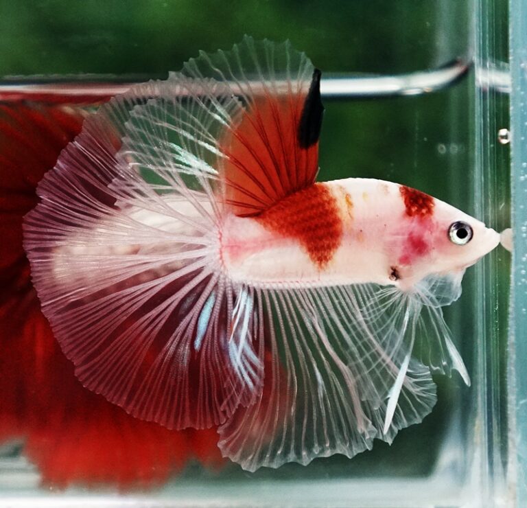 Betta fish OHM Tanjo-Koi - nicebettathailand.com