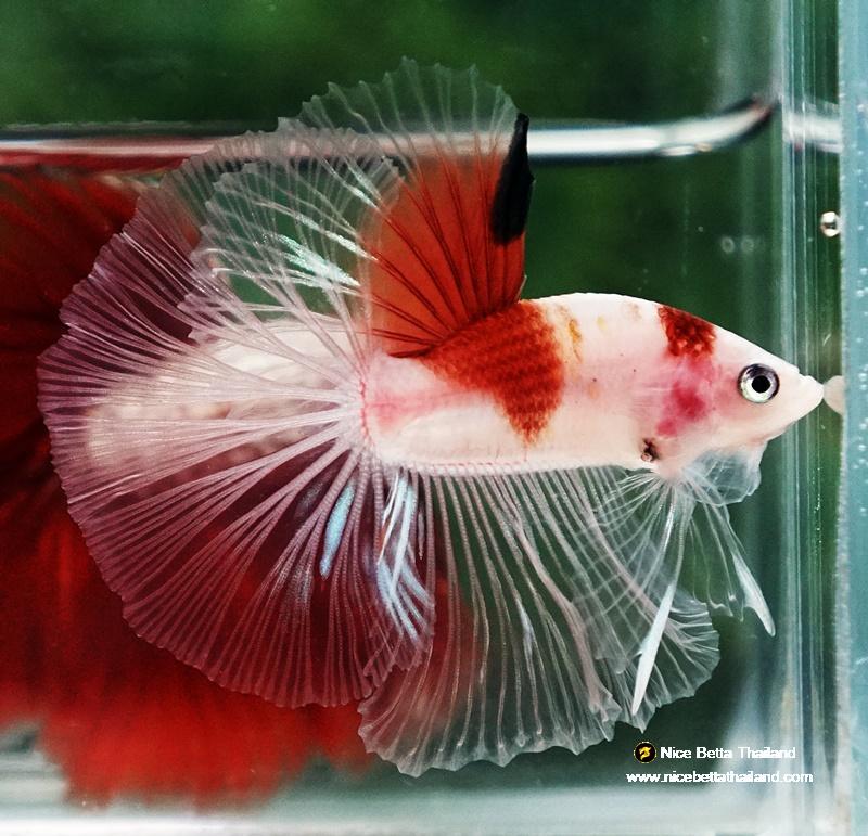 Betta fish OHM Tanjo-Koi