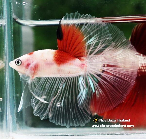 Betta fish OHM Tanjo-Koi