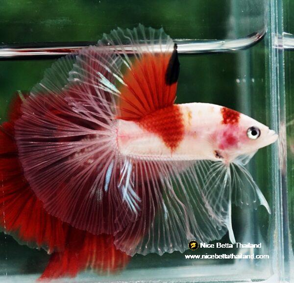 Betta fish OHM Tanjo-Koi