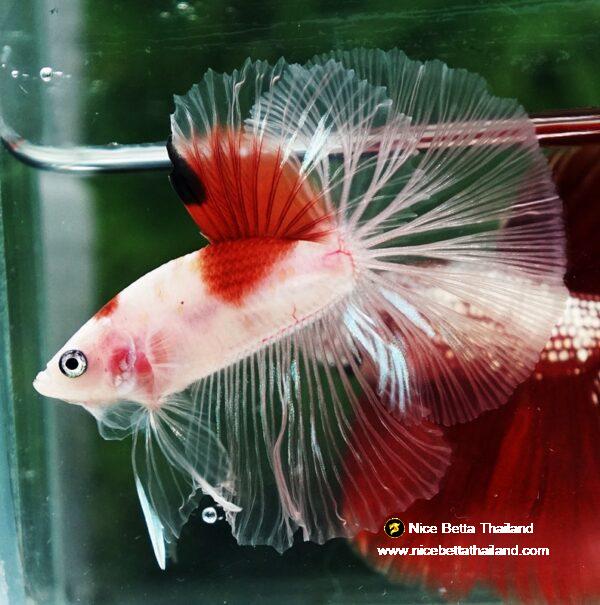 Betta fish OHM Tanjo-Koi