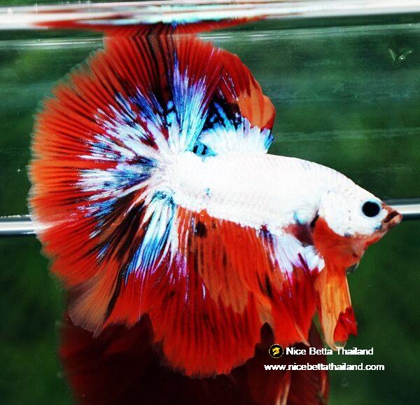 Betta fish HM Multicolor Fire Dragon