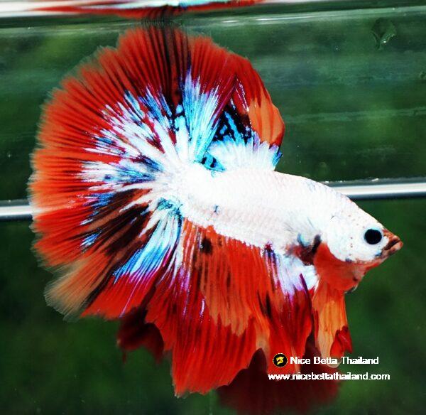 Betta fish HM Multicolor Fire Dragon