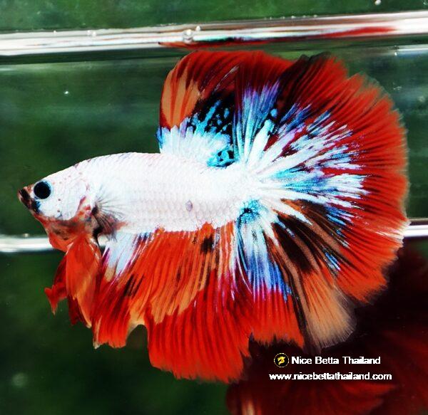 Betta fish HM Multicolor Fire Dragon