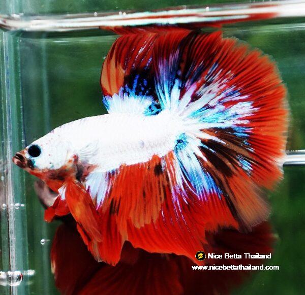 Betta fish HM Multicolor Fire Dragon