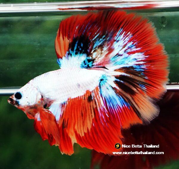 Betta fish HM Multicolor Fire Dragon