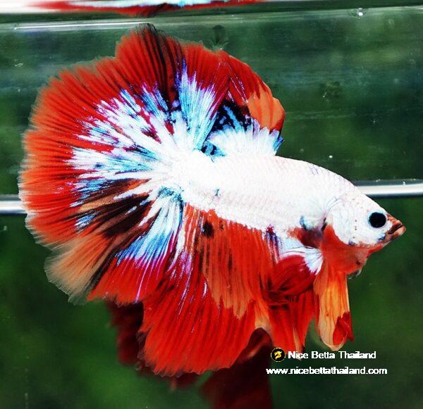 Betta fish HM Multicolor Fire Dragon