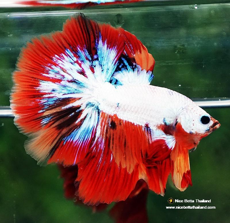 Betta fish HM Multicolor Fire Dragon