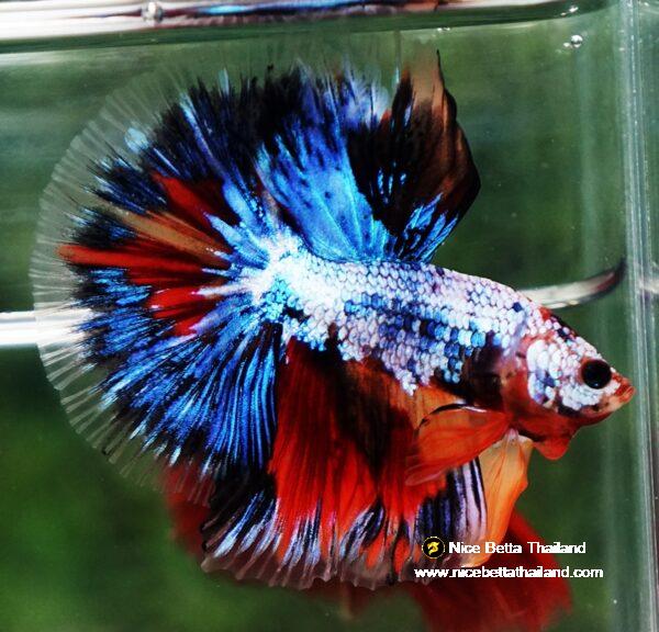 Betta fish OHM Thunder Rainbow