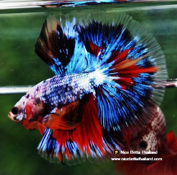 Betta fish OHM Thunder Rainbow