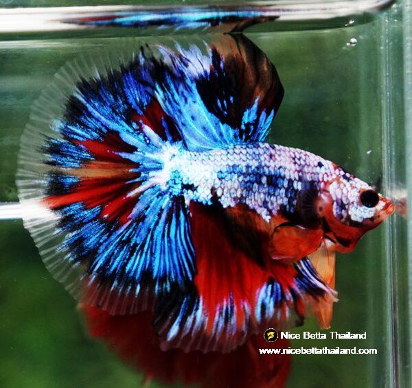 Betta fish OHM Thunder Rainbow