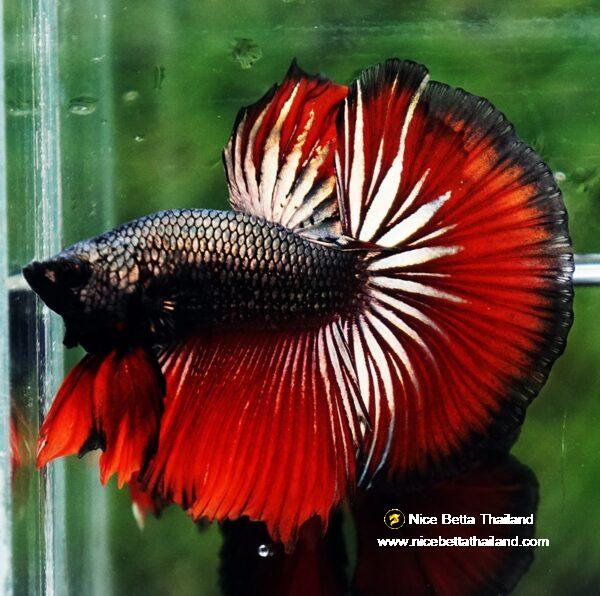 Betta fish HM Hell Boy Copper