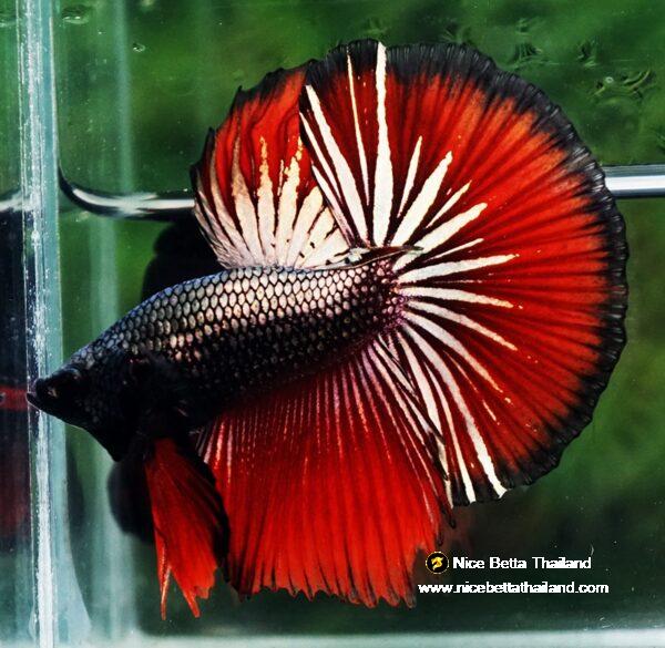 Betta fish HM Hell Boy Copper