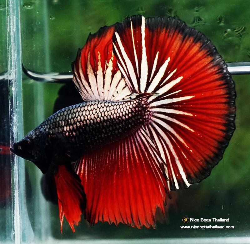 Betta fish HM Hell Boy Copper