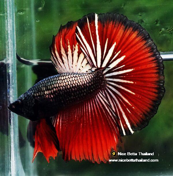 Betta fish HM Hell Boy Copper