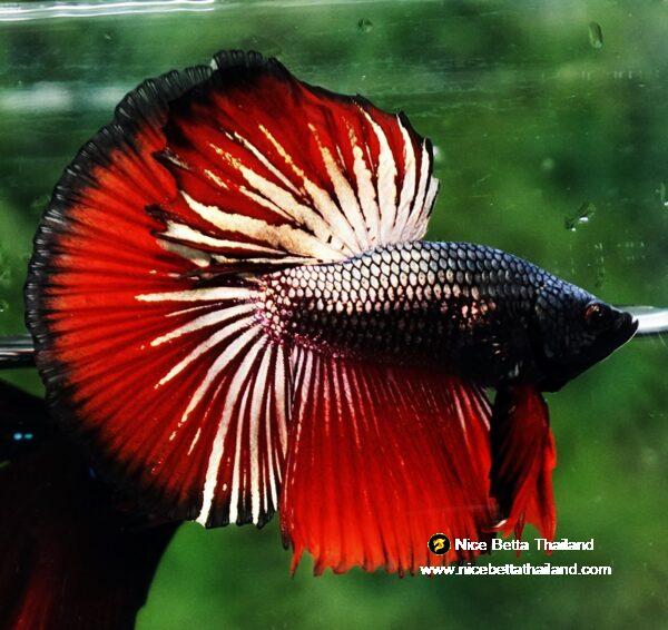 Betta fish HM Hell Boy Copper