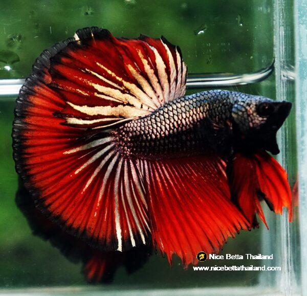 Betta fish HM Hell Boy Copper