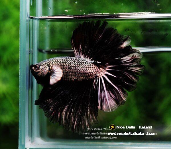 Betta fish Black Platinum Dragon Feather tail