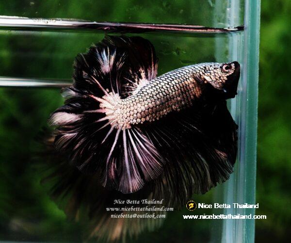 Betta fish Black Platinum Dragon Feather tail