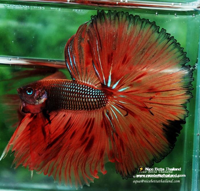 Betta fish OHS King of The Dark Armageddon