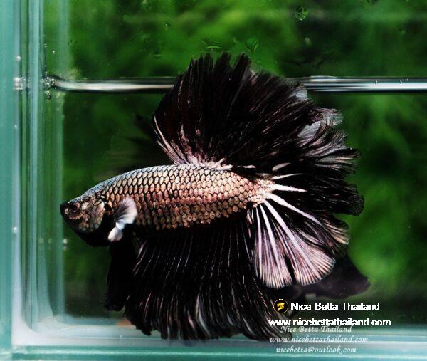 Betta fish Black Platinum Dragon Feather tail