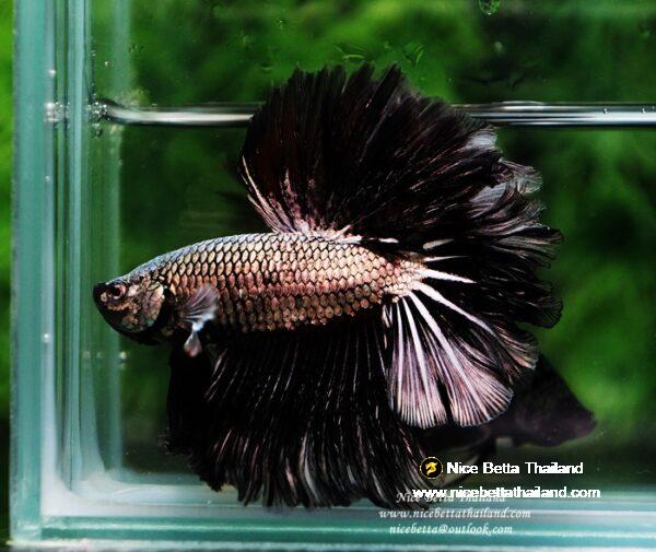 Betta fish Black Platinum Dragon Feather tail