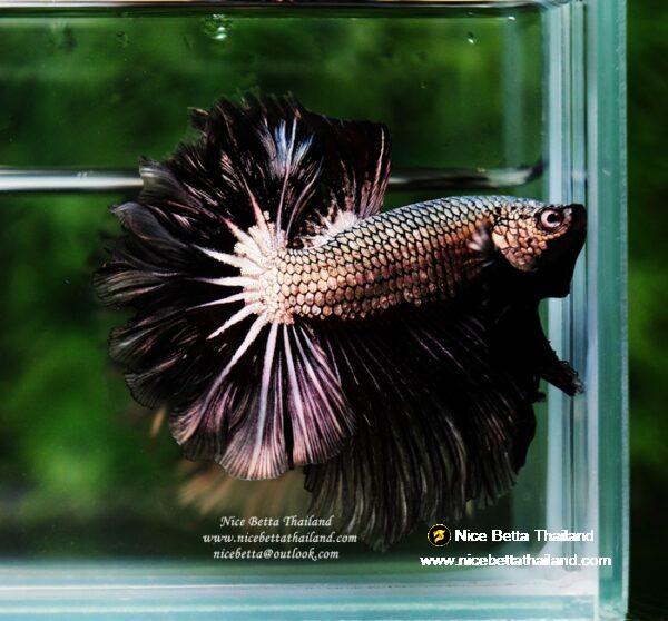 Betta fish Black Platinum Dragon Feather tail