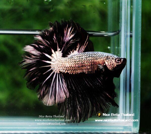 Betta fish Black Platinum Dragon Feather tail