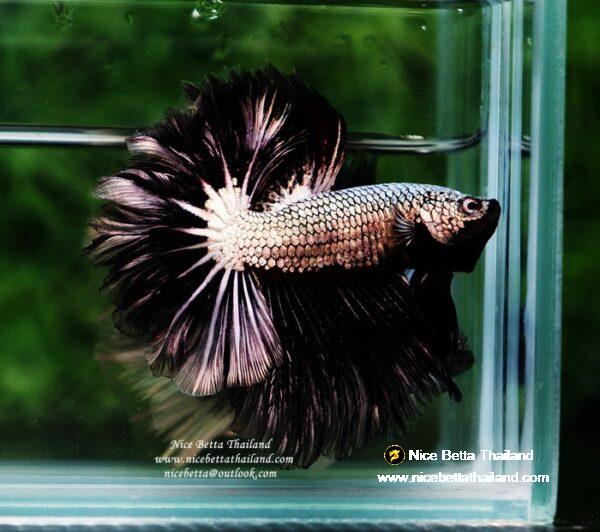 Betta fish Black Platinum Dragon Feather tail
