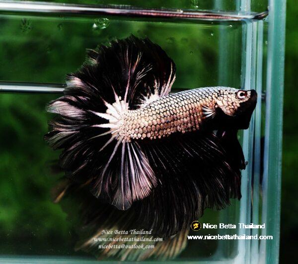 Betta fish Black Platinum Dragon Feather tail