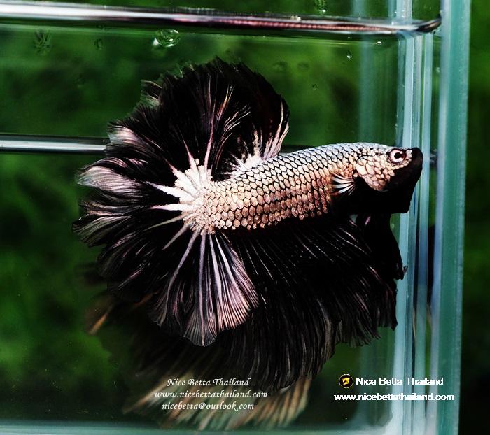 Betta fish Black Platinum Dragon Feather tail