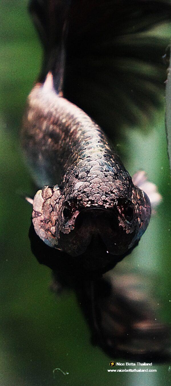 Betta fish Black Platinum Dragon Feather tail