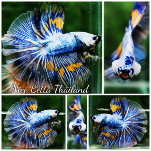 Betta fish OHM Big Blue White Sky Goose