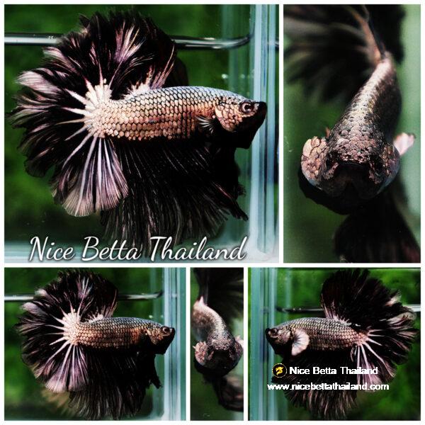 Betta fish Black Platinum Dragon Feather tail