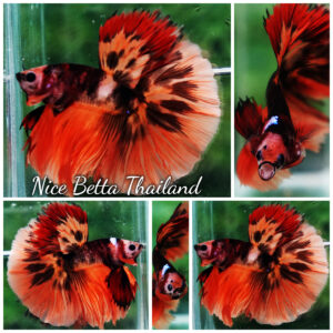 Betta fish HM Tiger Warrior by Nice Betta Thailand