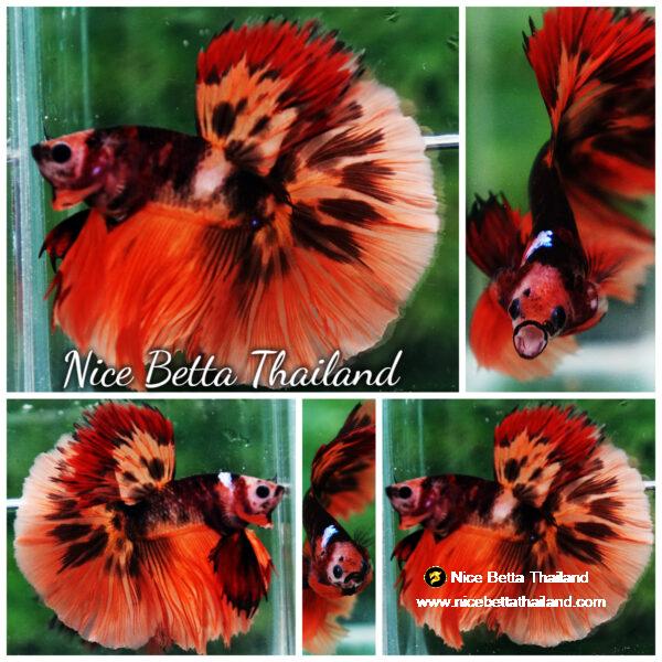 Betta fish HM Tiger Warrior by Nice Betta Thailand