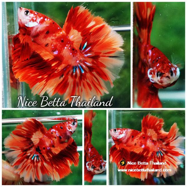 Betta fish HM Blaze Burn Phoenix