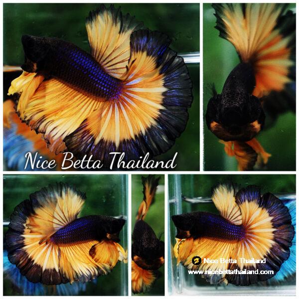 Betta fish OHM Halloween Pumpkins Black Ring Sky Hawk