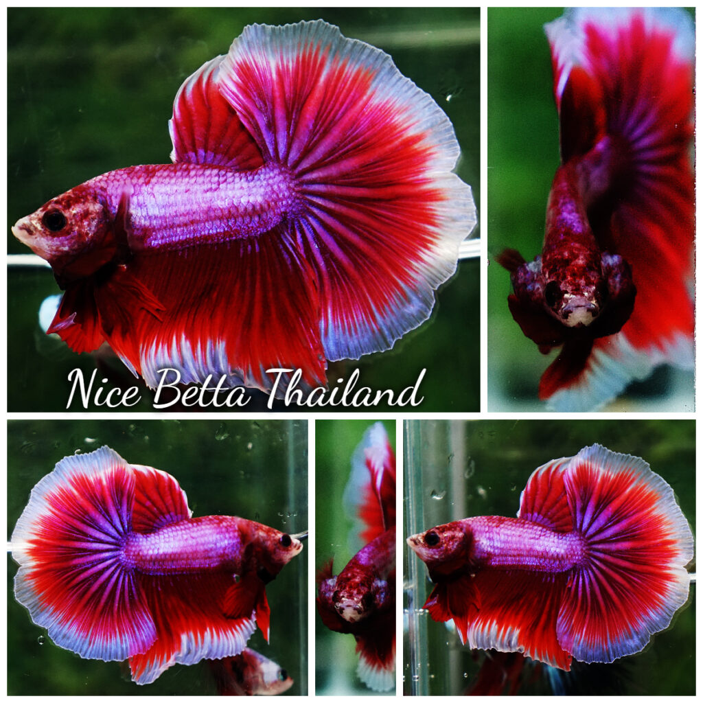 Betta fish OHM Pony Pink Lavender - nicebettathailand.com